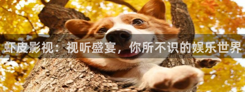 泡泡影视大全免费高清观看：虾皮影视：视听盛宴，你所不识的娱乐世界